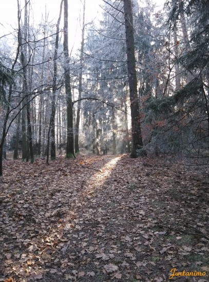 Nov rok 2
